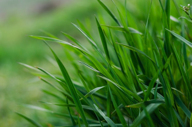 Gros plan de l'herbe verte comme un fond abstrait avec un espace pour les mots