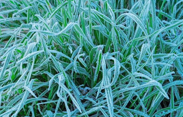 Gros plan avec de l'herbe verte dans le champ par un matin glacial