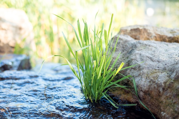 Gros plan d'herbe verte sur l'eau de source