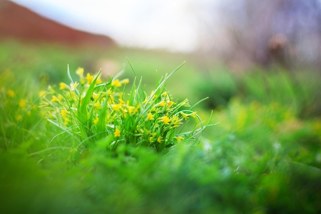 Un gros plan d'une herbe verte avec des fleurs jaunes