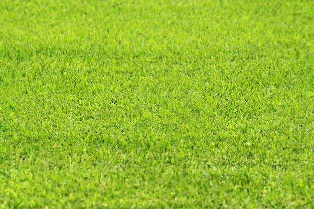 Gros plan d&#39;herbe verte, fond de nature