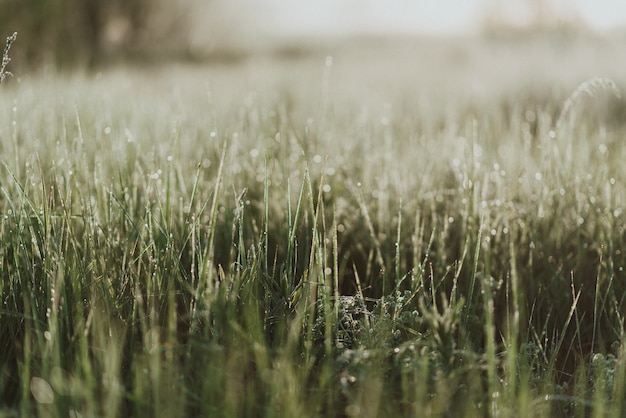 Gros plan d'herbe verte fraîche dans un champ avec des gouttes de rosée du matin