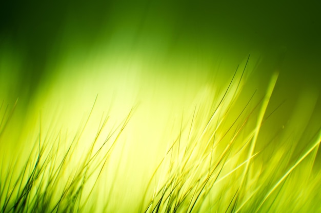 Photo un gros plan de l'herbe verte fraîche