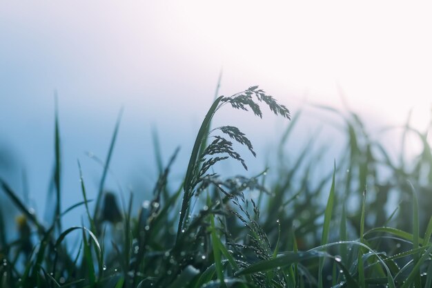 Gros plan d'herbe verte avec des gouttes d'eau Rosée du matin sur le terrain d'été