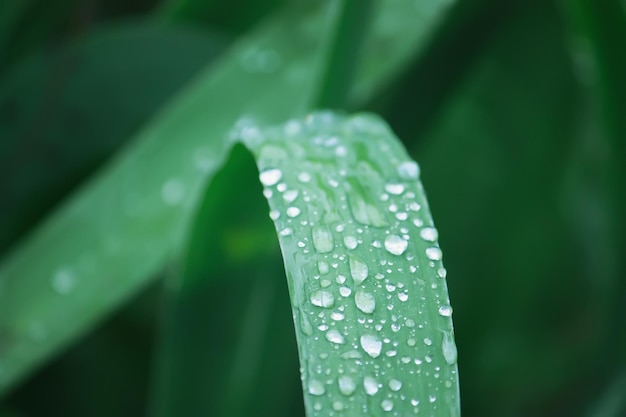 Gros plan d'herbe verte avec des gouttes d'eau tôt le matin