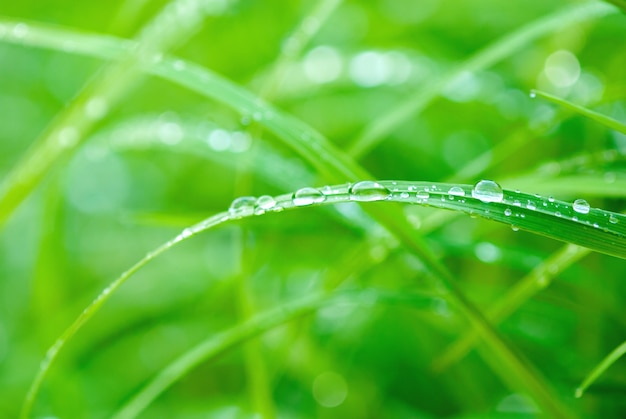 gros plan d'herbe verte avec des gouttes d'eau