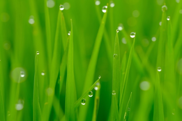 Un gros plan d'une herbe verte avec des gouttes de rosée dessus