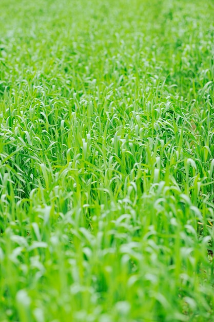 gros plan d'herbe verte en plein air dans le fond de la nature