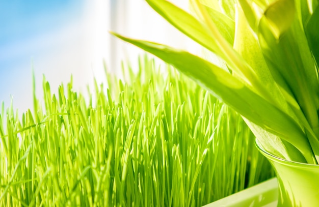 Gros plan sur l'herbe verte poussant sur le rebord de la fenêtre