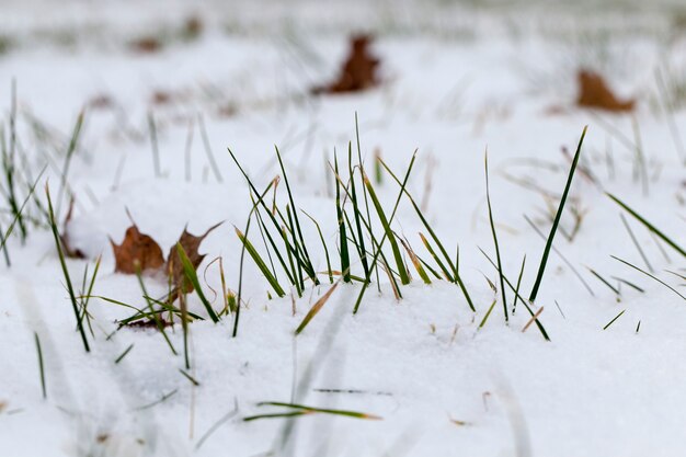 Gros plan sur l'herbe verte pousse dans la neige