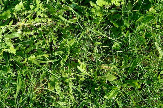 Un gros plan d'une herbe verte avec quelques feuilles.