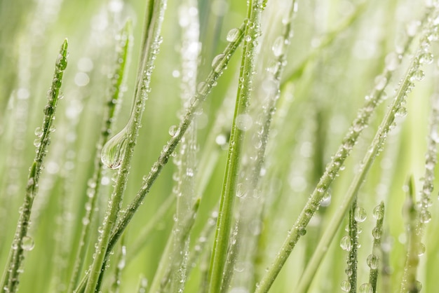 Gros plan de l'herbe verte tir super macro abstract background