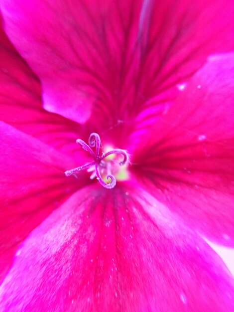 Photo un gros plan de l'hibiscus rose