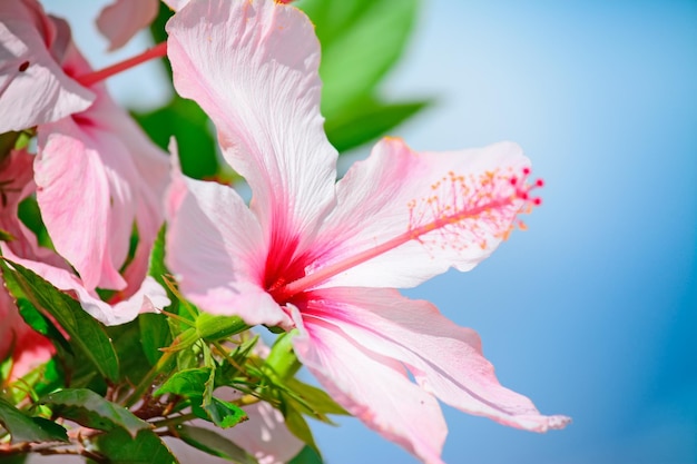 Gros plan d'un hibiscus rose