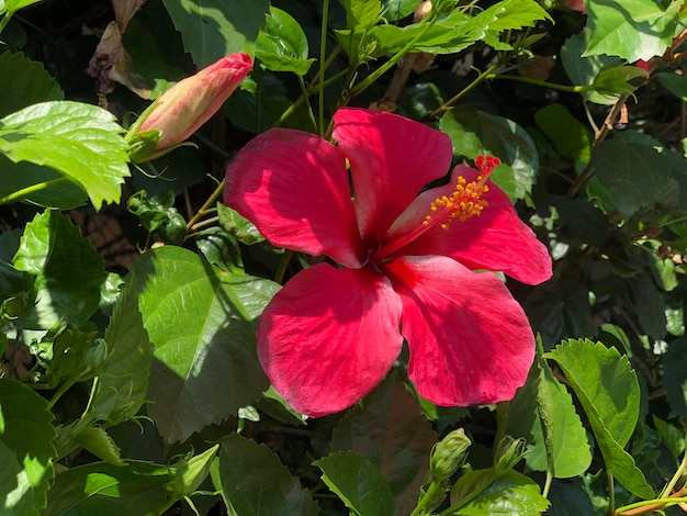 Photo un gros plan de l'hibiscus rouge sur la plante