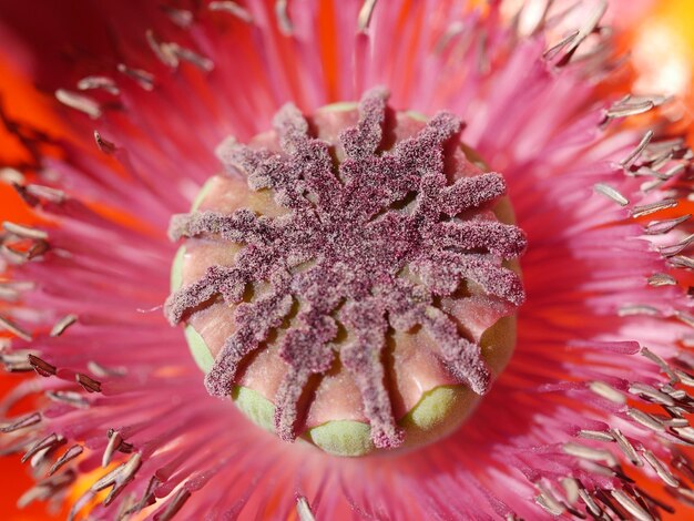 Photo un gros plan de l'hibiscus rouge