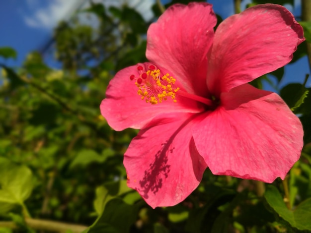 gros plan hibiscus rouge