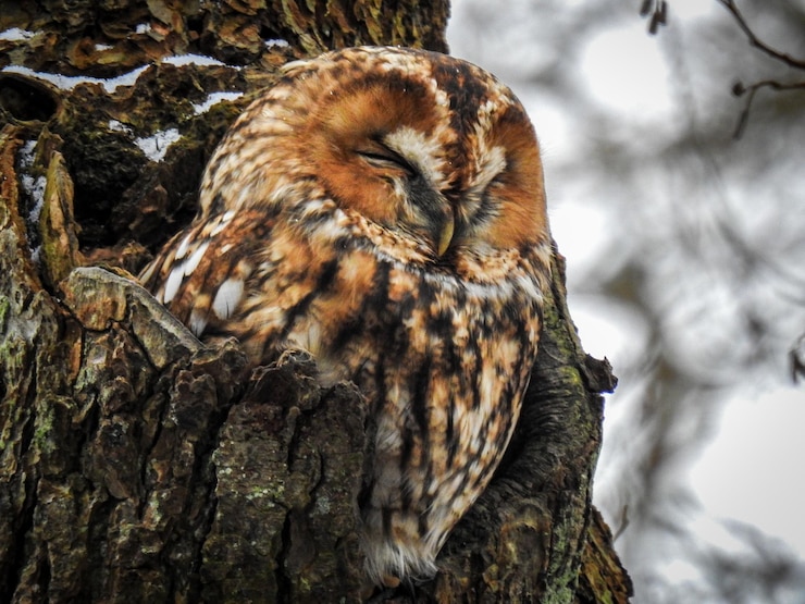Photo un gros plan d'un hibou accroché à un arbre.