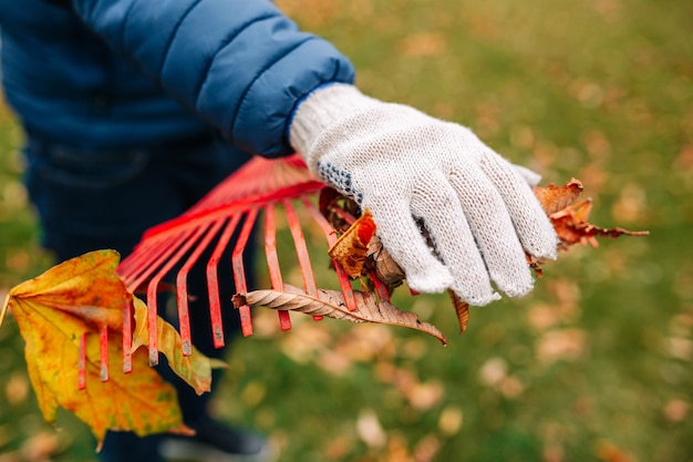 Photo un gros plan d'un homme ganté ramassant des feuilles avec un râteau rouge. paysage d'automne. automne doré. saison froide.