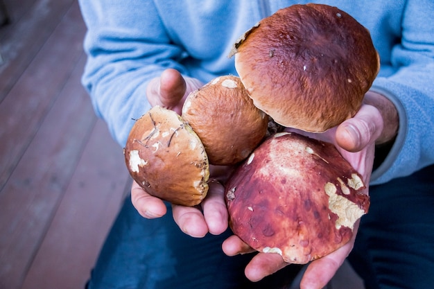 Gros plan sur l'homme les mains pleines de champignons forestiers