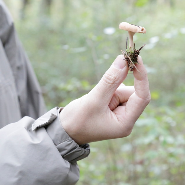 Gros plan d'un homme montrant un petit champignon dans une forêt en automne