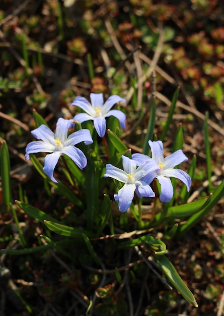 Gros plan horizontal sur de douces fleurs bleues poussant dans un parc au début du printemps