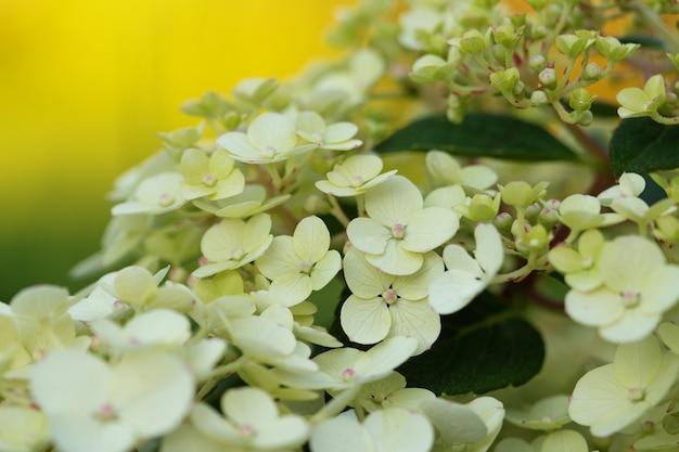 Gros plan d'hortensia de fleurs blanches