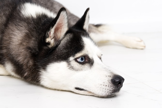 Gros plan husky en studio