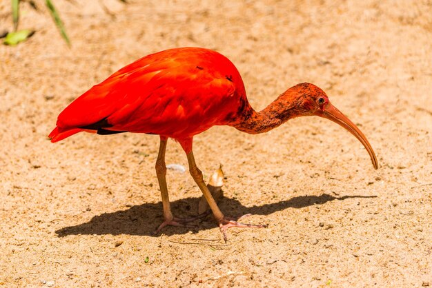 Photo un gros plan de l'ibis écarlate debout sur le sol