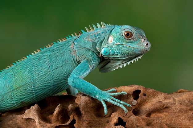 Gros plan sur l'iguane bleu branch