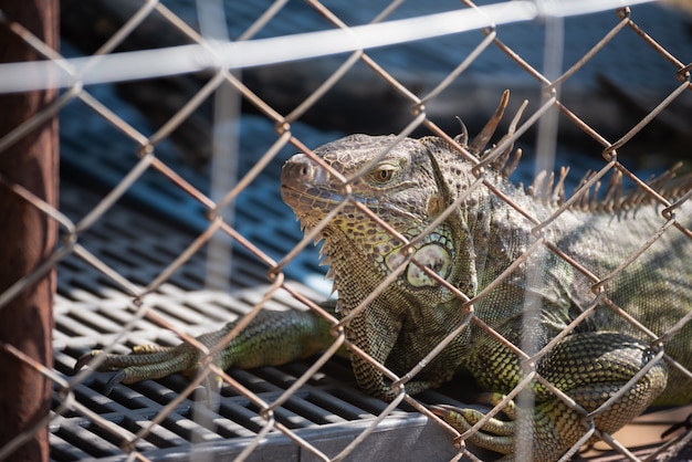 Gros plan d'iguane dans la cage au zoo