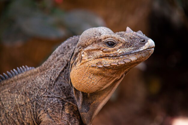 Gros plan d'un iguane dans la nature en République dominicaine