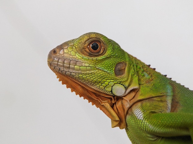 Photo un gros plan d'iguane sur un fond blanc