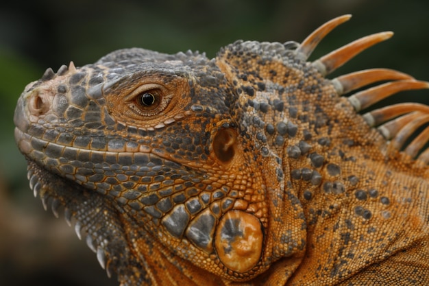 Gros plan de l'iguane rouge