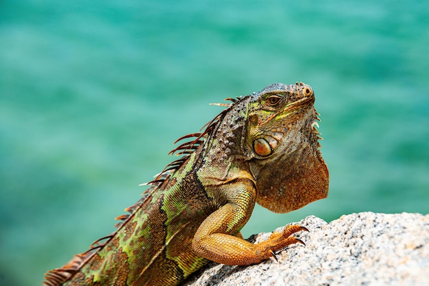 Un gros plan d'un iguane vert. Lézard iguane vert iguane.