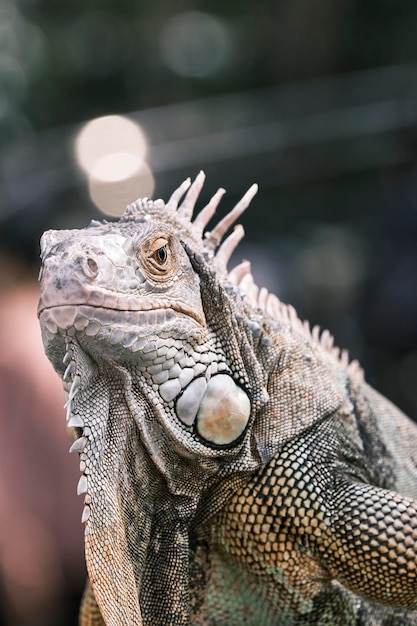 Un gros plan de l'iguane.