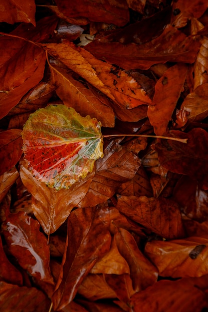 Gros plan image de l'automne orange laisse à la douce lumière dorée.