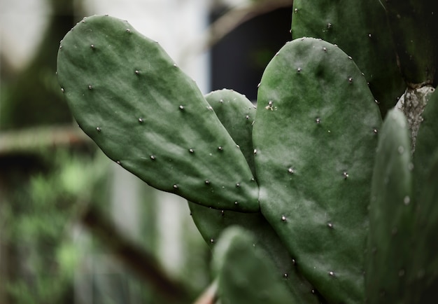 Gros plan image d&#39;un cactus