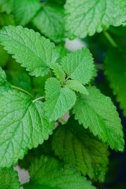 Gros Plan Image De Feuilles De Menthe Fraîche