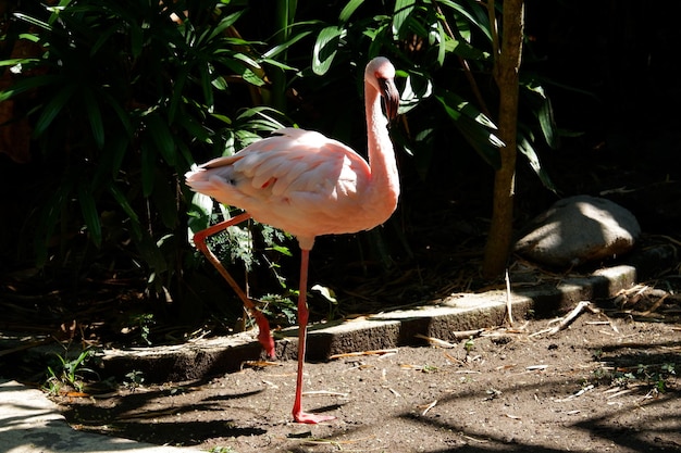 Gros plan image de flamant rose