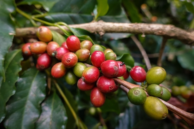 Gros plan sur une image de grain de café Arabica sur des caféiers cultivés dans le nord de la Thaïlande, province de Nan