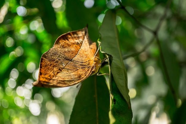 Photo gros plan, image, papillon, nature feuille