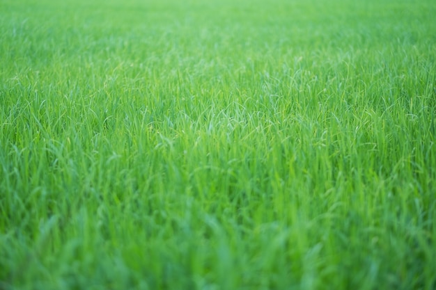 Gros plan image de rizière en saison verte