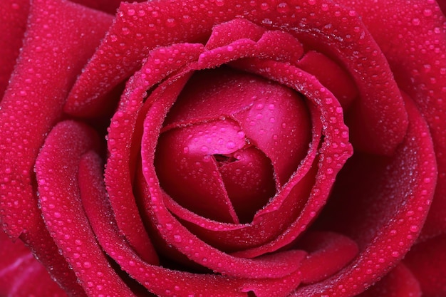 Gros plan image d'une rose rouge