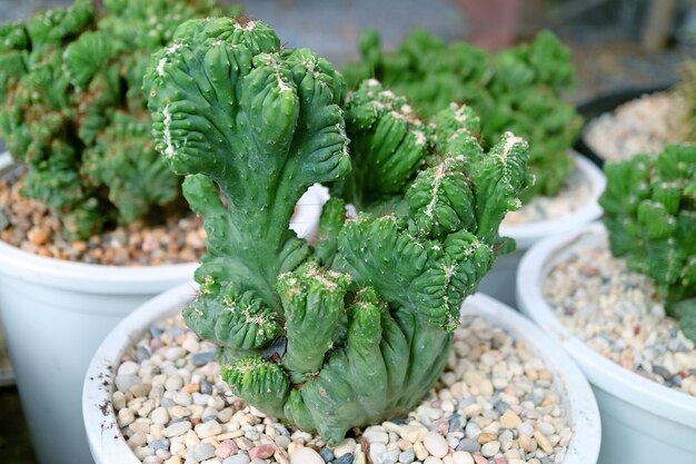 Gros plan d'un incroyable Myrtillocactus Geometrizans F.Cristata en pot ou cactus bougie bleue à crête