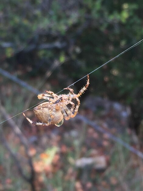 Un gros plan d'un insecte sur une brindille