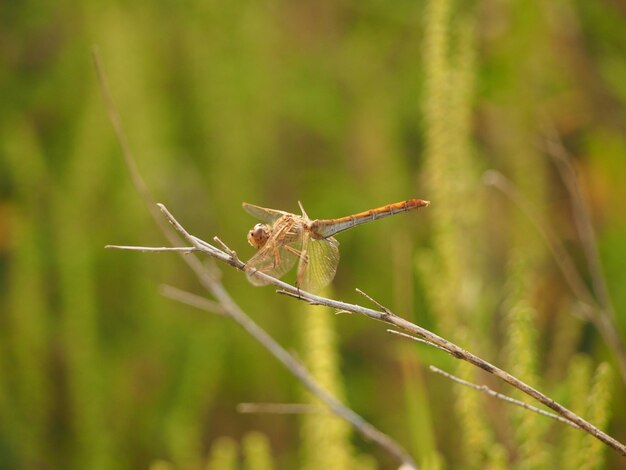 Un gros plan d'un insecte sur une brindille