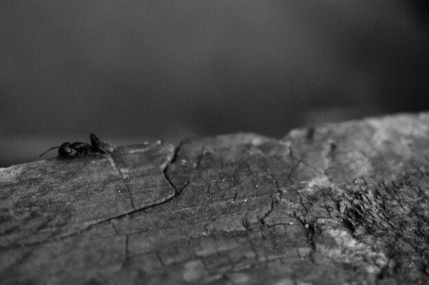 Photo un gros plan d'un insecte sur du bois