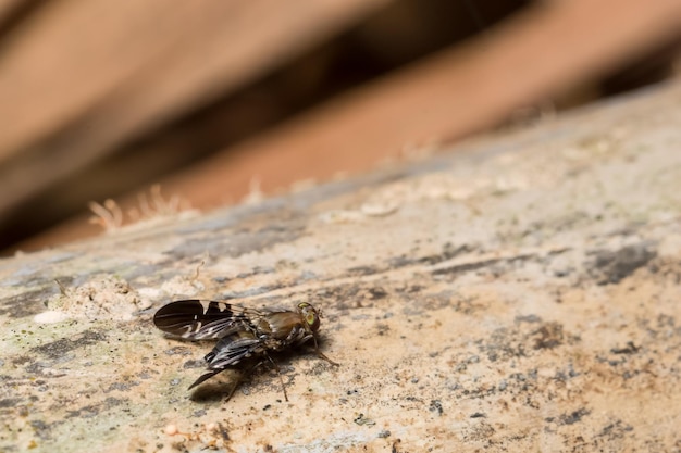 Un gros plan d'un insecte sur du bois