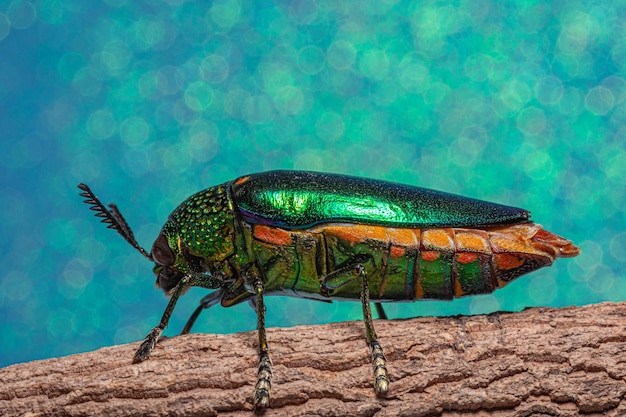 Photo un gros plan d'un insecte sur du bois